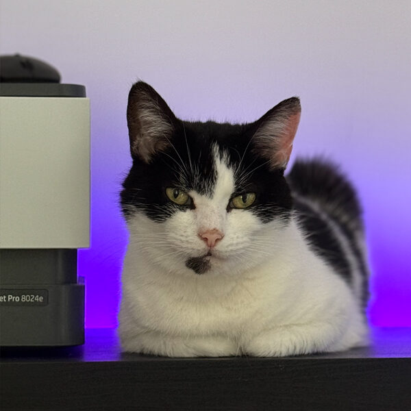 lulu
